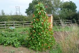 Maybe you would like to learn more about one of these? Sowing And Growing Tasty Runner Beans In The Uk