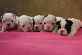 French bulldogs puppy for sale 2 boys 2 month old ready to go to new house. Akc French Bulldog Puppies For Sale In Homosassa Florida Classified Hoodbiz Org