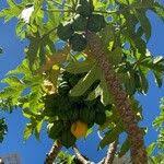 Image result for Vasconcellea pubescens