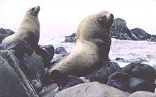 Check 'singa laut' translations into english. Steller S Sealion Wikidata