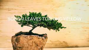 5 Reasons Your Bonsai Leaves Are Turning Yellow Soak And Soil
