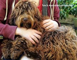 Check spelling or type a new query. Jackie Mclellan Labradoodle Labradoodle Breeders Puppies