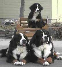 Bernese mountain dog newfoundland mix puppies. Bernefie Puppies For Sale Newfoundland Cross Bernese Mountain Dog Burmese Mountain Dogs Bernese Mountain Dog Mountain Dogs