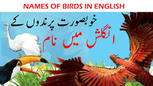 Names Of Birds In English For Kids With Urdu Hindi Meaning Youtube