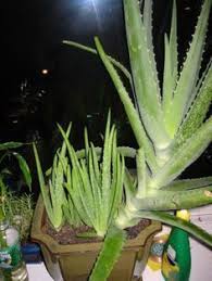 These are the steps you should take to ensure you stay safe. 7 Aoe Vera Growing Ideas Aloe Vera Plant Aloe Plant Aloe Vera
