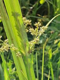 Image result for Cyperus exaltatus