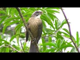 Canto De Trinca Ferro No Mato Canto Para Esquentar O Trinca Ferro Lindas Imagens Gravadas Ao Vivo Na Natureza Youtube Em 2020 Canto Trinco Passaro Trinca Ferro