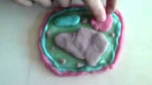 Colorful animations make this flash game as fun as it is educational. Plant Cell Playdough Youtube