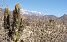 Cacti live in a desert environment where rain is rare, and even if it does rain, due to the heat water will simply evaporate. Bcss Junior Site Where Do Cacti Live