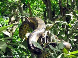 From giant pandas to chimpanzees, here are 10 rainforest animals that may go extinct because of climate change. Rainforest Layers Discover The Layers Of A Rainforest Facts Pictures