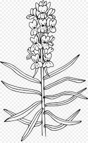 Antirrhinum Majus Flower Kiss Best Flower Wallpaper