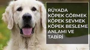 ruyada kopek gormek islami ruya tabirleri ihya diyanet ruya tabirleri