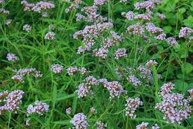 Tolerates heat and dry conditions but also more regular. Perennial Nursery Verbena Bonariensis Lollipop