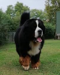 Bernese Mountain Dog Puppy Black And White Bernese Mountain Dog Puppy Hiccups Sandy Lane Kennels Bernes Bernesemountainfacts Bernesemou Mountain Dogs Bernese Mountain Dog Puppy Bernese Mountain Dog
