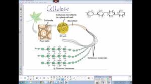 While the plant cell wall community is making steady progress in defining biochemical functions of backbone synthases and the glycosyl transferases (2010) mutations of cellulose synthase (cesa1) phosphorylation sites modulate anisotropic cell expansion and bidirectional mobility of cellulose. Plant Cellulose Structure Youtube