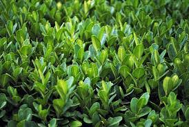 Image result for Buchholzia