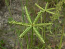 Image result for Dactyloctenium aegyptium