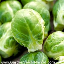 Brussel sprouts are excellent for helping to lower cholesterol, prevent constipation, stop overeating, and decrease h.pylori in the digestive tract. Brussels Sprouts Set 1 Seeds Of 2 Vegetable Plants Species Garden Seeds Market Free Shipping