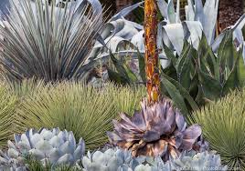 The Ruth Bancroft Garden Memoriam To Ruth Layering Bancroft Desert Garden Desert Landscaping