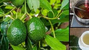 Daun tumbuhan alpukat merupakan jenis daun tunggal dan berbentuk simetris. Tidak Hanya Menurunkan Asam Urat Ini Manfaat Daun Alpukat Untuk Kesehatan