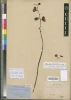 Image result for Eulophia schweinfurthii