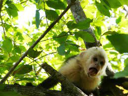 How To Be A Monkey