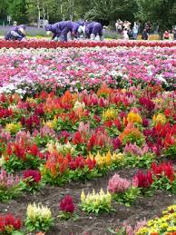 A floating flower garden filled with living flowers that float up and down in relation to the movement of people in the space. Essay On Visit To A Flower Garden