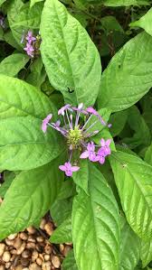 Image result for Pseuderanthemum