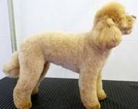 Dog Grooming Examples