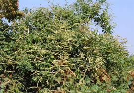 Image result for Gouania