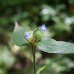 Image result for Commelina nigritana