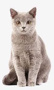 英国短毛猫 新图网动物宠物灰色猫猫咪 cats animals png