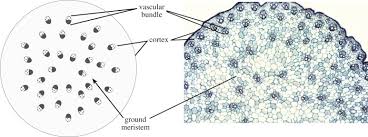 The floral units of triuridaceae, commonly regarded as flowers, may equally plausibly be interpreted as pseudanthia, i.e., modified and pseudanthia have apparently evolved several times in monocots and other basal angiosperms, and it may be useful to assess both inflorescences and flowers more. Monocot An Overview Sciencedirect Topics