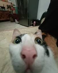 Maybe you would like to learn more about one of these? Koleksi Gambar Kucing