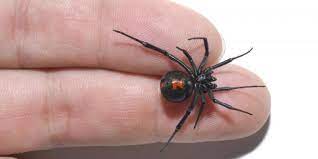 Us president donald trump has begun to spell the end for lockdown restrictions in the us. Are There Black Widows In Missouri Guide To Black Widows