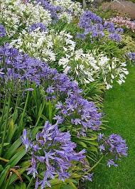 صور ورد للمرتبطين وباقات زهور متنوعة وخلفيات ورود مذهلة موقع مصري Agapanthus Plant Plants For Small Gardens Plants