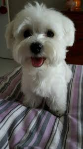 Adorable Maltese Maltese Maltese Dogs Maltese Puppy Cute Dogs