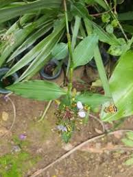Image result for Aneilema umbrosum