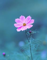 Pink And Blue By Dave B 500px Cosmos Flowers Flowers Photography Beautiful Flowers Wallpapers