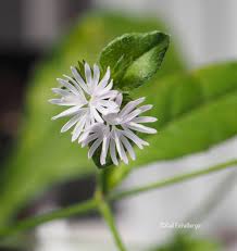 Image result for Elephantopus