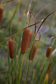 Image result for Typhaceae