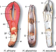 Image result for Hydnora