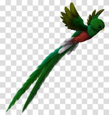 Quetzal Transparent Background Png Cliparts Free Download Hiclipart Hope you enjoyed please considering subscribing and liking the video and hitting the bell for more videos in the future. quetzal transparent background png
