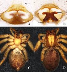 Image result for Sinopteridaceae