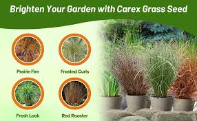 Image result for Carex