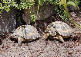 russian tortoise care sheet