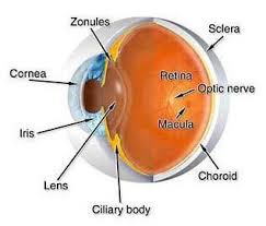 Image result for Retinal Anatomy