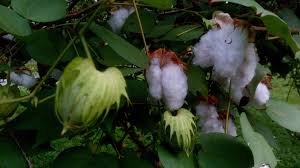 Image result for Gossypium