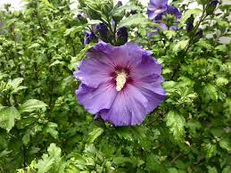 Maybe you would like to learn more about one of these? 5 Astuces Pour Reussir Les Hibiscus D Exterieur Gamm Vert