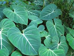 Philodendron Gloriosum Satin Leaf Philodendron Philodendron Plants Plant Leaves